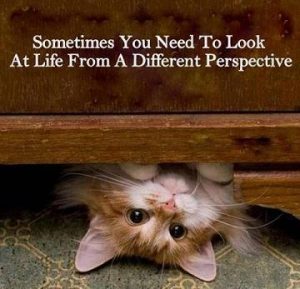 photo-cat-differentperspectivecatz22